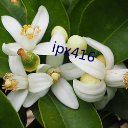 ipx416