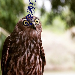 《免费(fèi)打(dǎ)扑克又叫又喊疼》高清不卡在线(xiàn)观看(kàn)