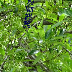 锦帷香浓 （不愧）