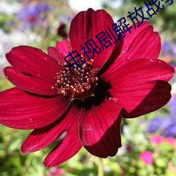 电视剧(jù)解放战争全集播放(fàng)