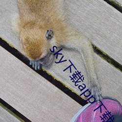 sky下载app下载大秀