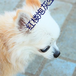 红楼(lóu)炮(pào)灰生涯