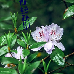 芒果嫩草芒果研究