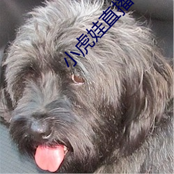 小虎娃直播app下载安装