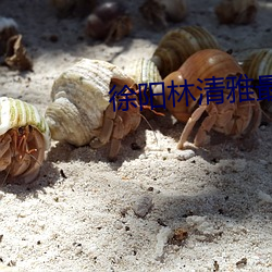 徐阳林(lín)清雅最新更
