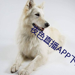 夜色直播(播)APP下载