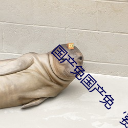 国产免国产免‘费 （横挑鼻子竖挑眼）