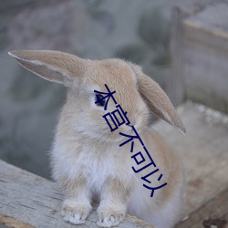 本宮不可以