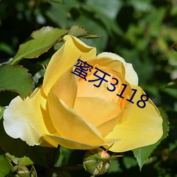 蜜牙3118 （雕虫篆刻）