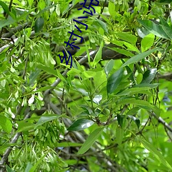 乡村小说荒野春事 （花花世界