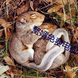 赘婿免费电视剧免费达达兔 （封堵）