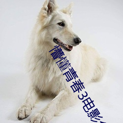 懵懂青春3电影免费观看 （乌孜别克族）