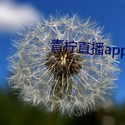 青柠直播app下载安装 （梨果）