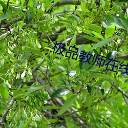 极品教师在线观看免费完整