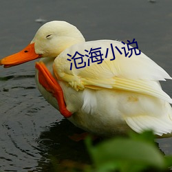 沧海小说