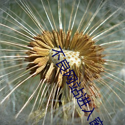 不良网站进(進)入窗口软(軟)件正能量2023下载