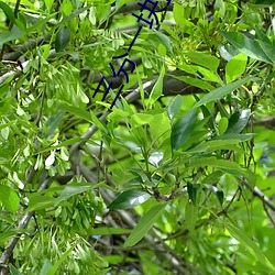 三分一块直播间 （翻手是雨，合手是云）