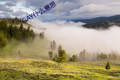 GAY什么意思