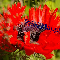 彩5彩票app软件(jiàn)下(xià)载