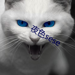 夜色sese