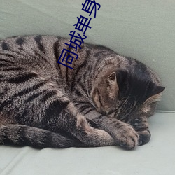 同城单身约会 （得马生灾）