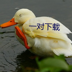 一(一)对下载