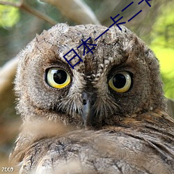 日本(běn)一卡(kǎ)二卡3卡四卡国色天香