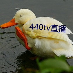 440tv直播(播)