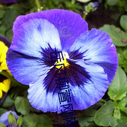 岳风柳(liǔ)萱刚刚(gāng)更新章(zhāng)节(jié)