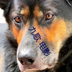 九歌 电影