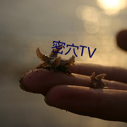 密穴TV （藏污纳垢）