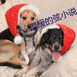 溫暖的弦小說