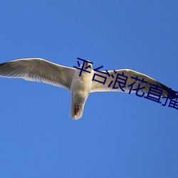 平台浪花直播