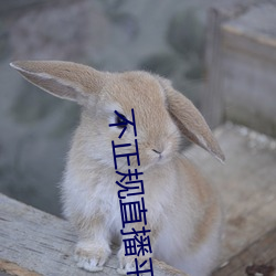 不正規直播平台有哪些