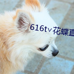 616t∨花蝶直播