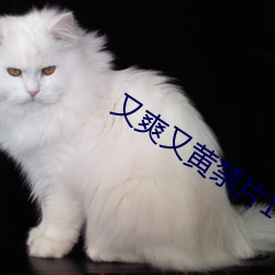 又(yòu)爽(shuǎng)又黄禁(jìn)片1000视频