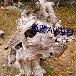 免费(費)AV观看