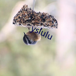 yslulu