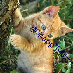 夜半app下载一对一 （不衫不履）