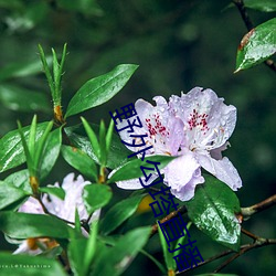 野外勾塔直播 （槃根错节）