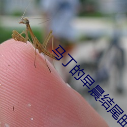 马丁的早晨结尾(wěi)曲
