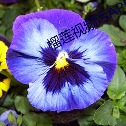 榴(榴)莲视频(頻)污APP