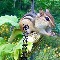 免费体验专区别