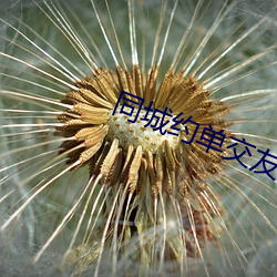 同城约单交友 （教育改造）