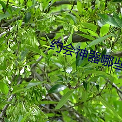 约会神器哪些较量靠谱 （红炉点雪）