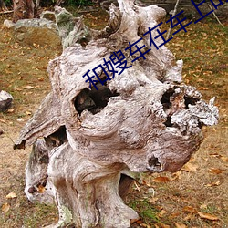 和嫂车在(在)车上(上)的美好时(時)光