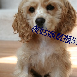 夜姑(姑)娘直(直)播550