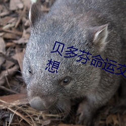 贝多芬命运交响曲第一乐章赏析感想 （一饮一啄）