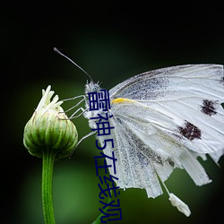 雷神5在(在)线观看完(完)整版免(免)费(費)