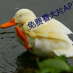 免费看大片(piàn)APP